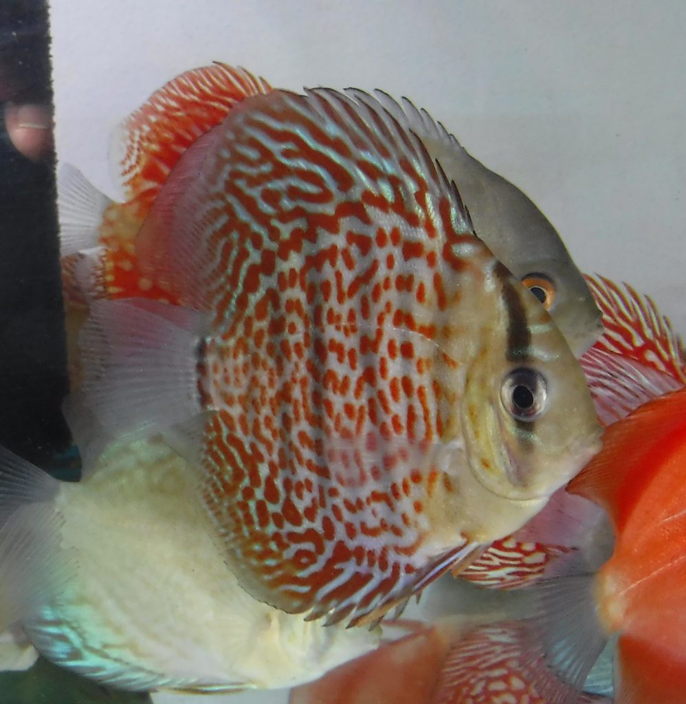 Ring Leopard Discus Co.