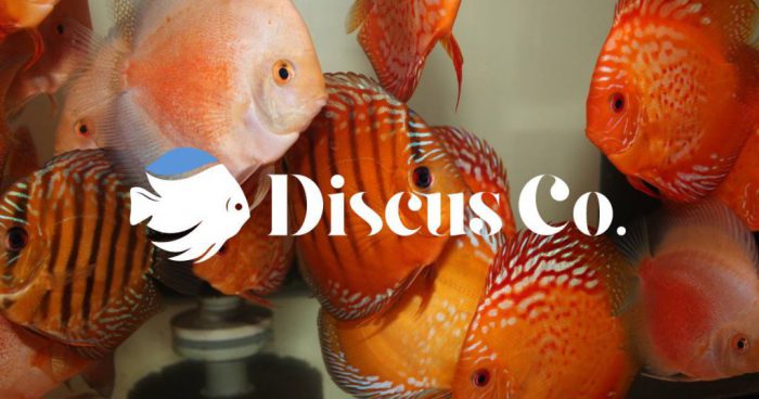 Discus Fish for Sale at Discus Co.